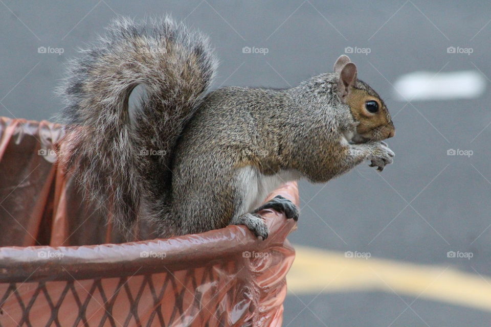 Squirrel perched on edge of garbage bin eating breakfast on spring morning