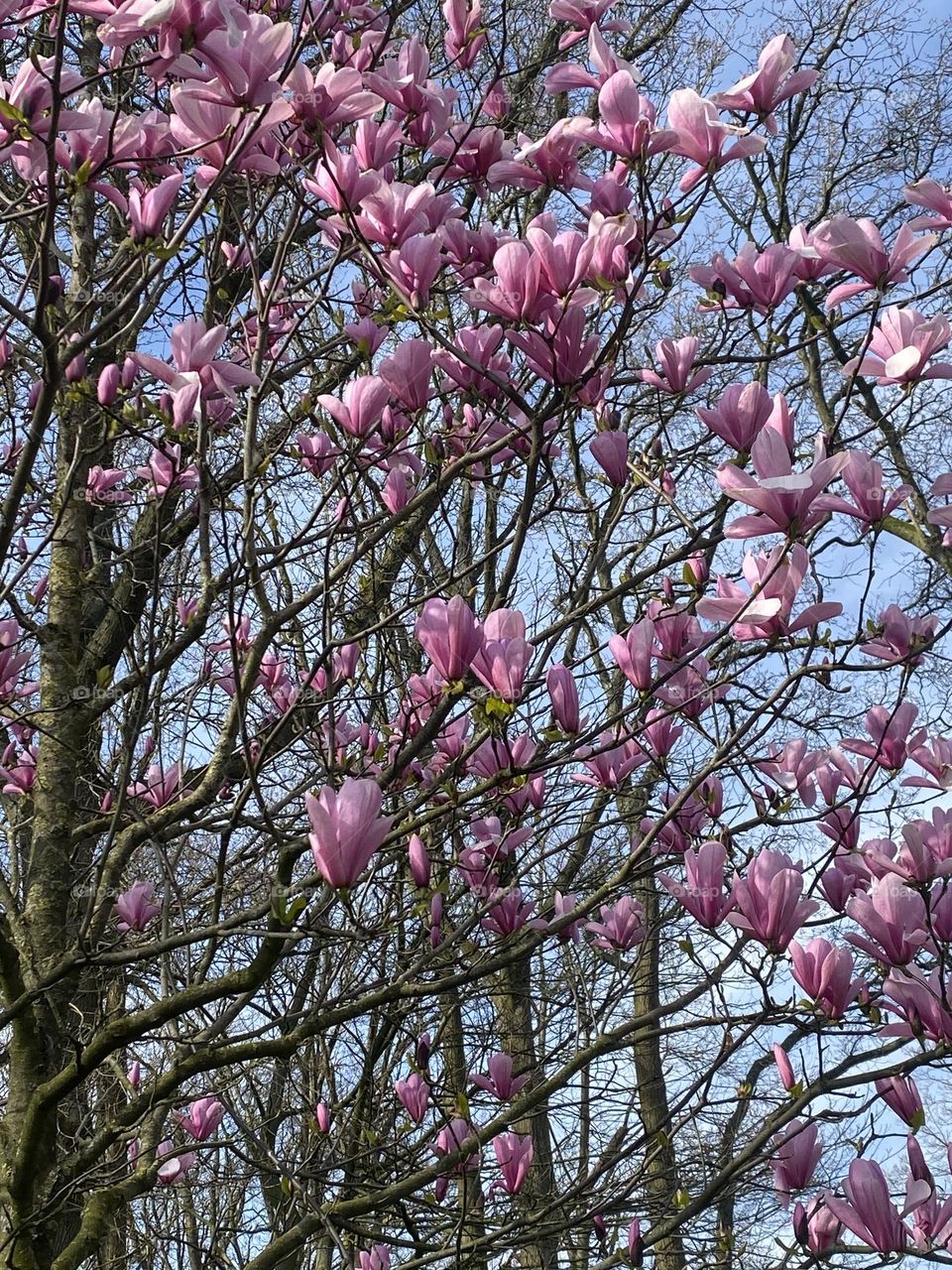 Spring is in the air. Amassing magnolia tree in the park 