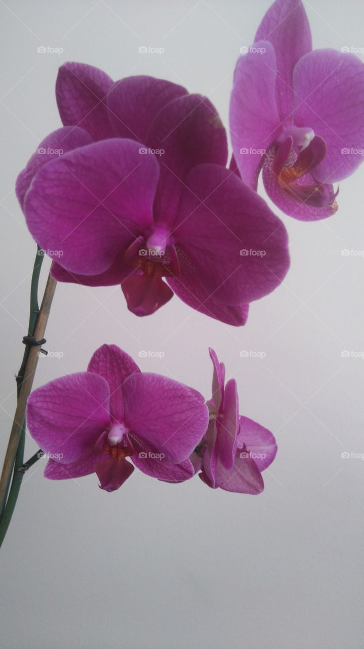 2 years old and still a beauty! Love my orchid from the kids!