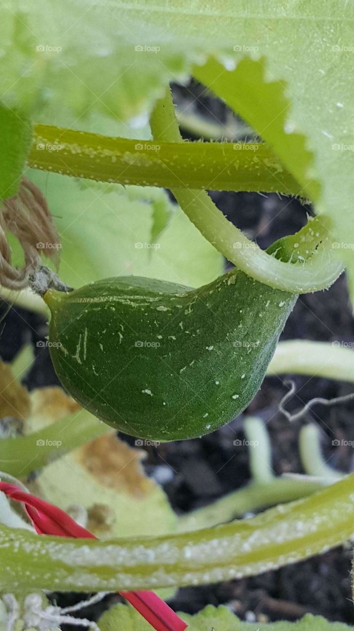 Growing Cucumber