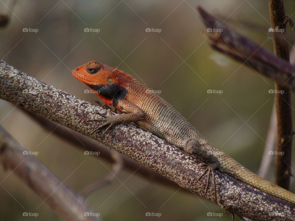 Male Calotes versicolor  can change color to attract a female for mating.