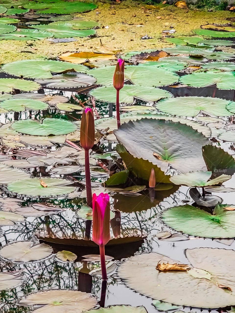 Lotus flower blooming in summer