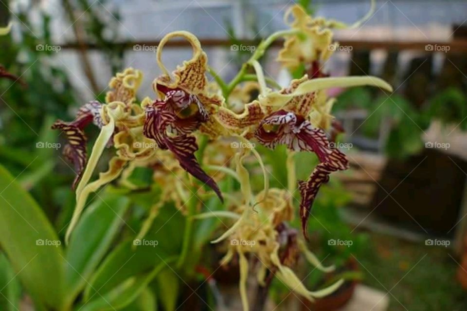 rare orchid