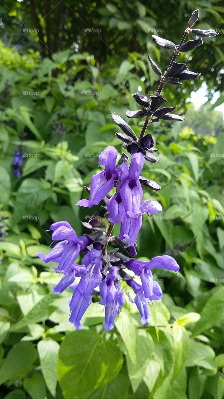 Purple Flowers at Piedmont Park