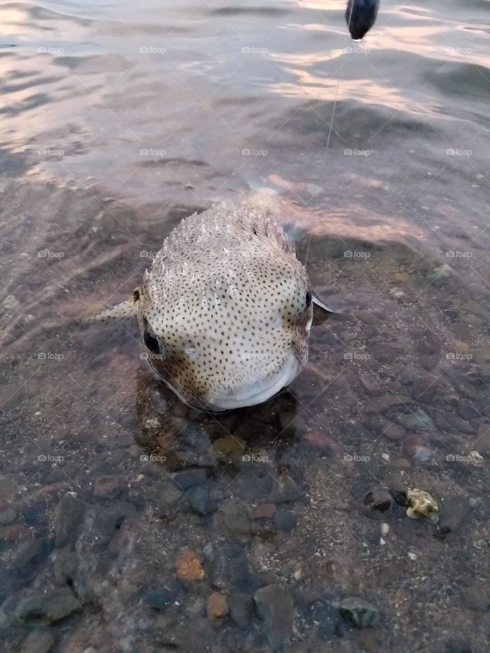 Porcupine fish or Balloon fish