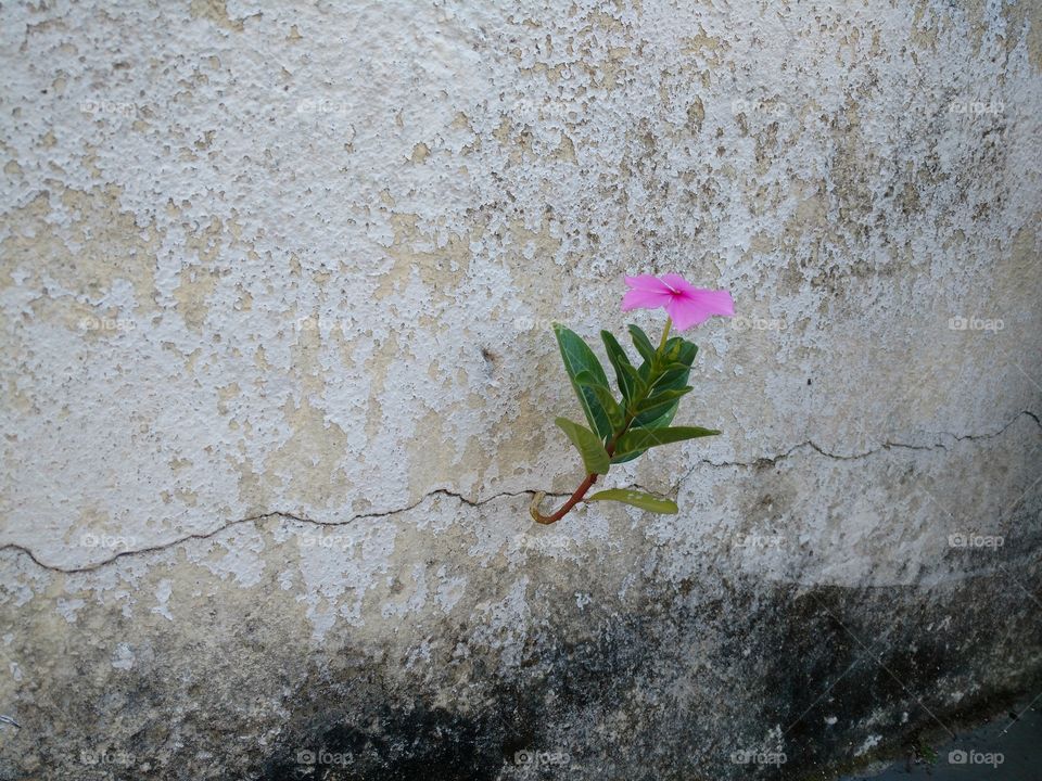 Flower into the wall