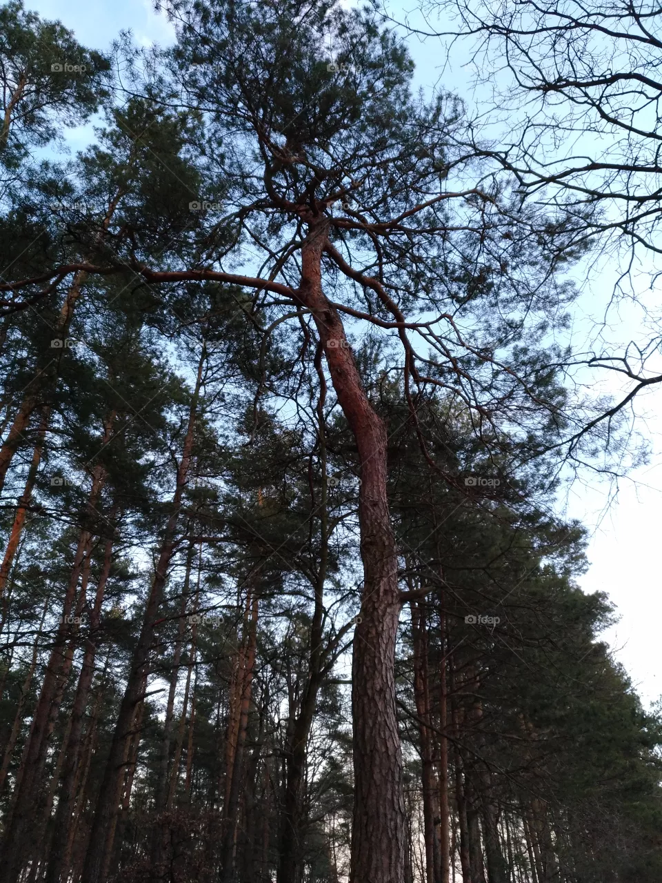 trees
