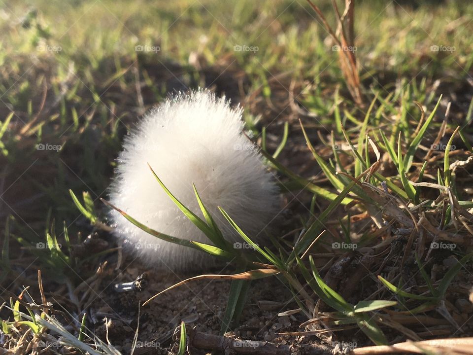A vegetal fluffy in the evening grass 