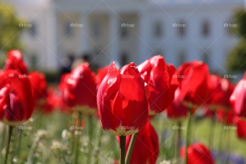 Red tulips