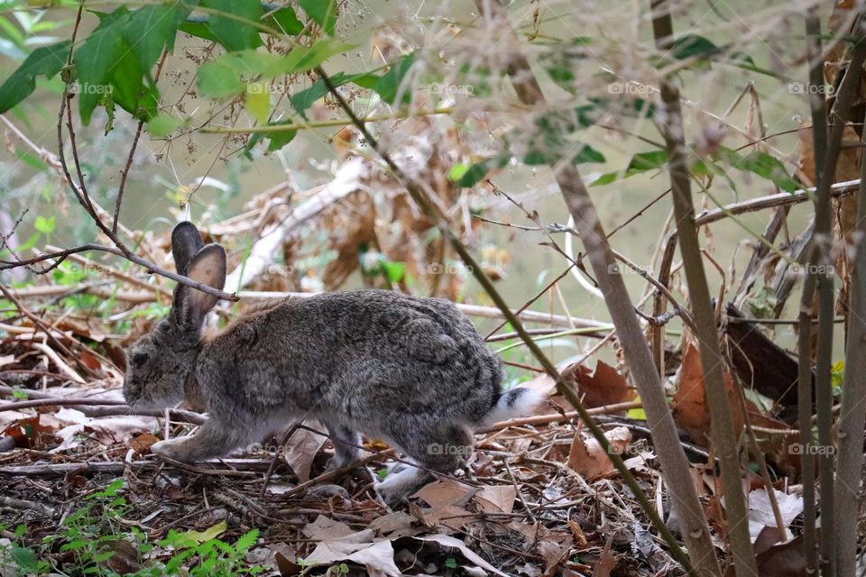 A wild rabbit in a wooded part of the city of Madrid