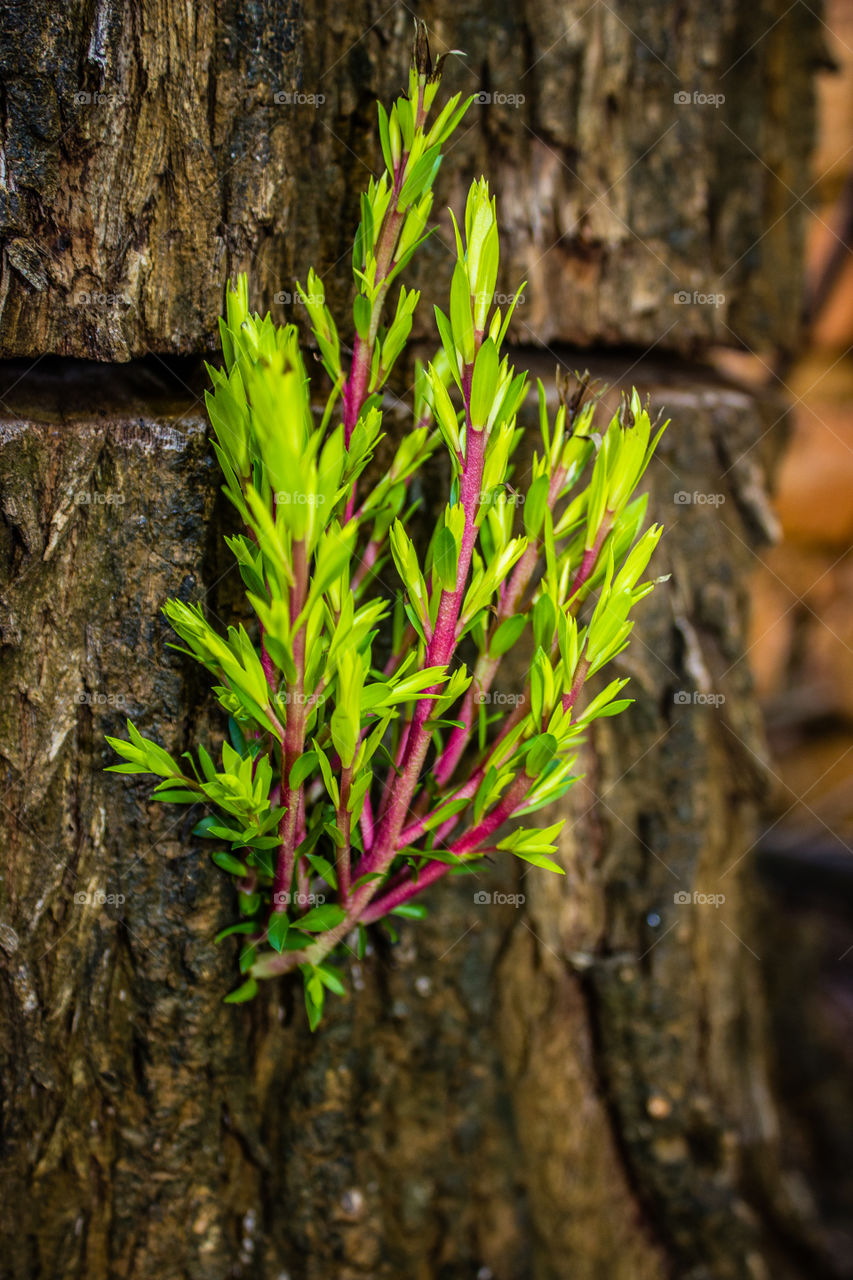 new growth from a cut tree