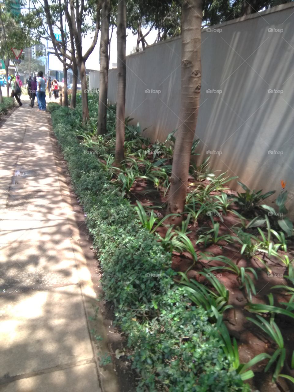 This photo shows a well taken care of garden outside a building alongside a pedestrian footpath in urban center in summer.