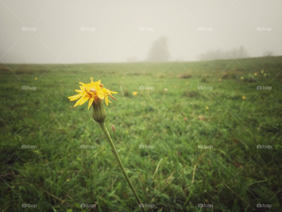 Flower in fog. Foggy day and flower in the field