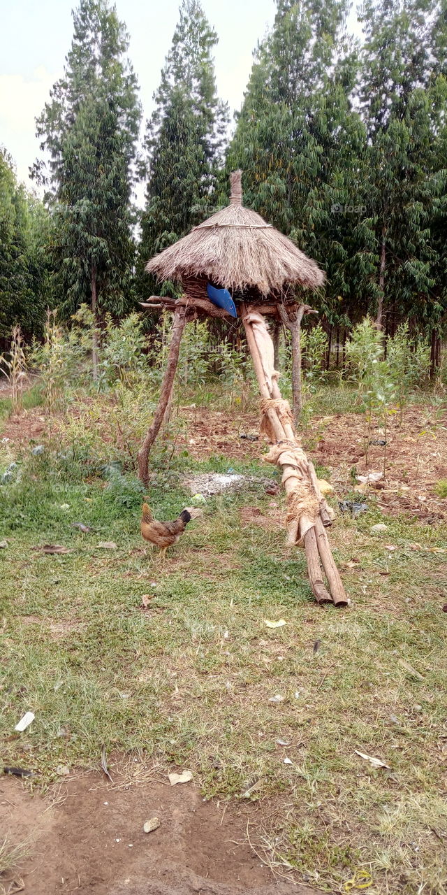 This is the easiest way of keeping chicken safe from it's enemies in forests