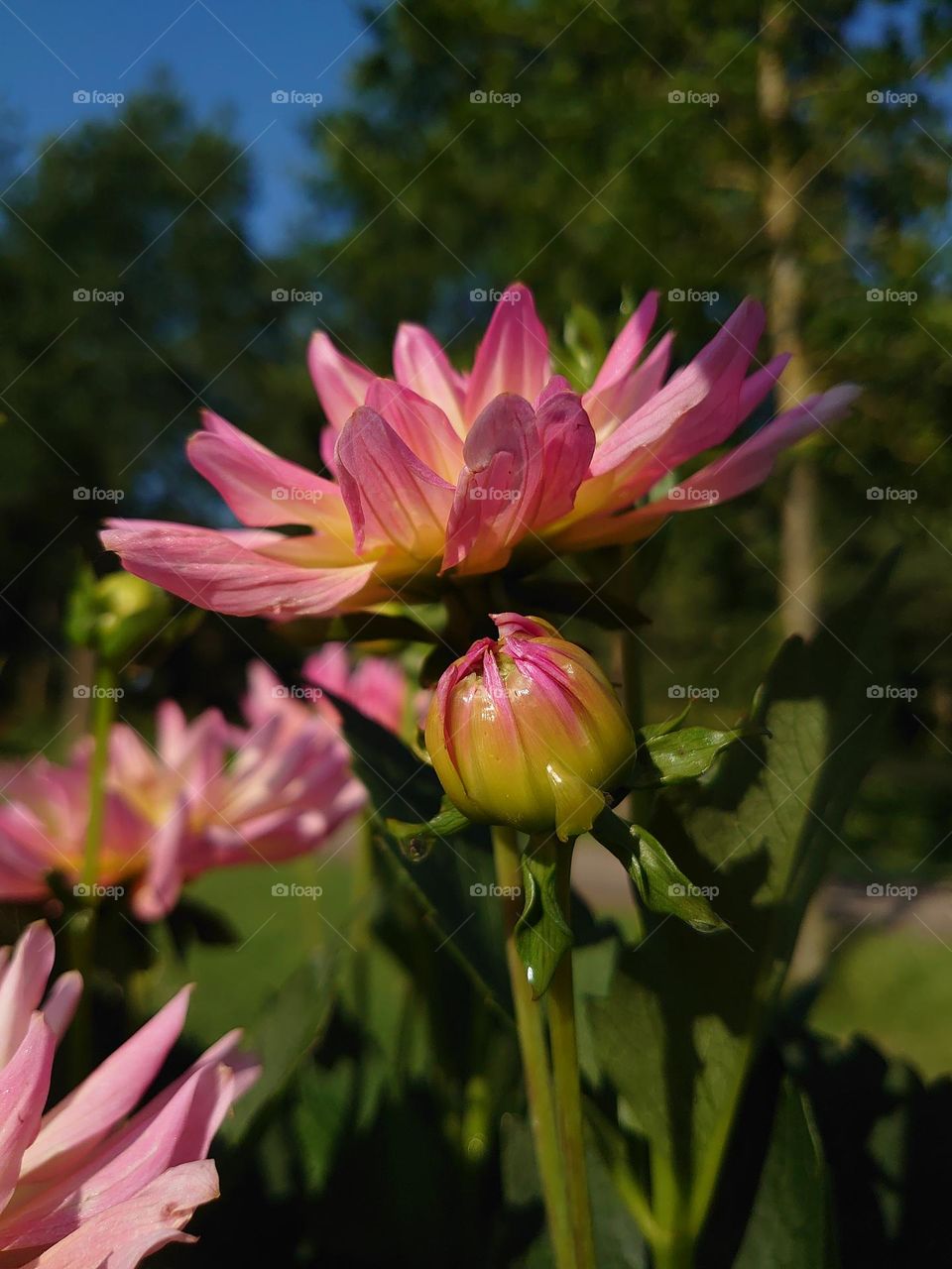 Dahlia in morningsun