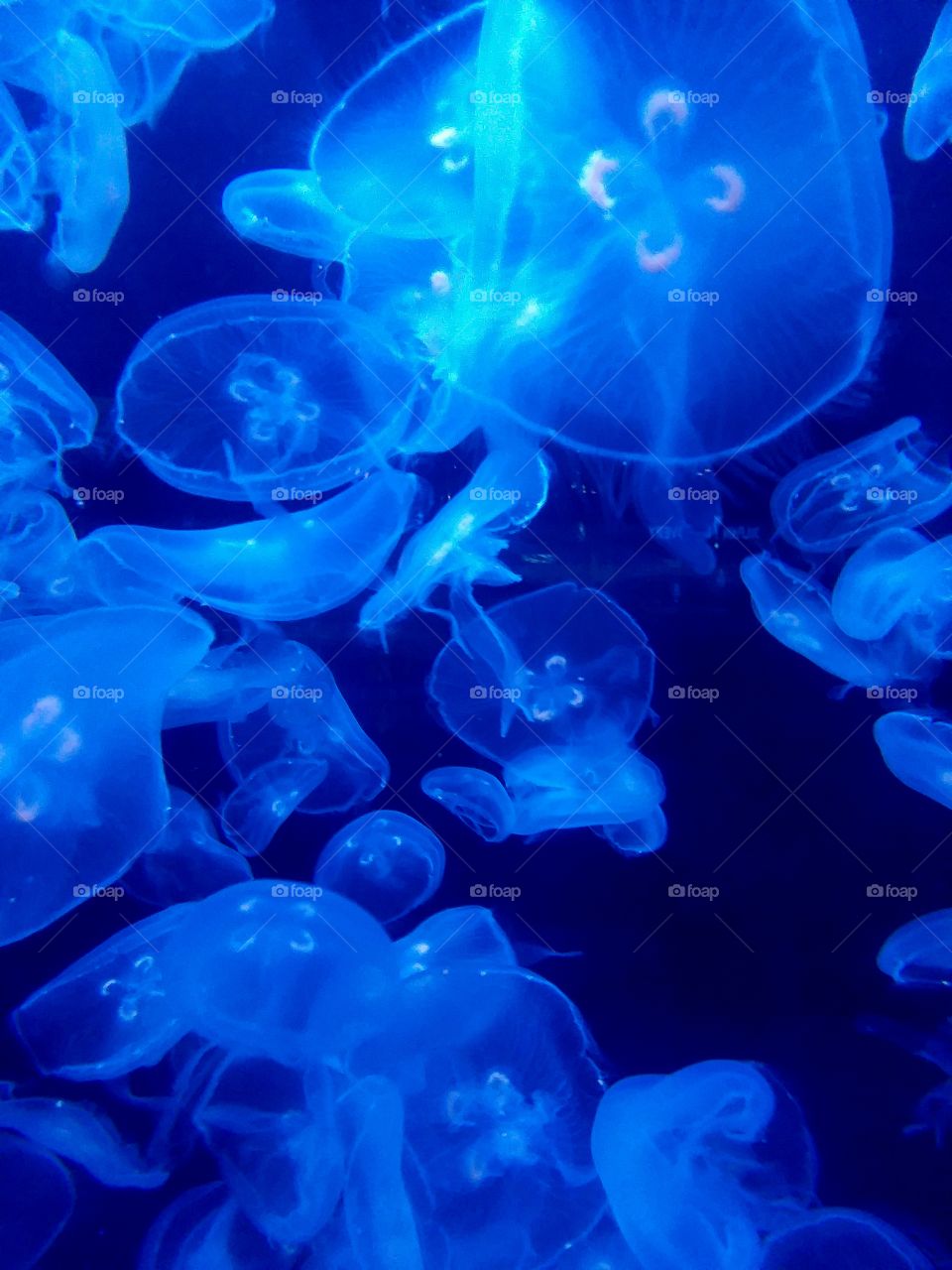 Iridescent jellyfish.