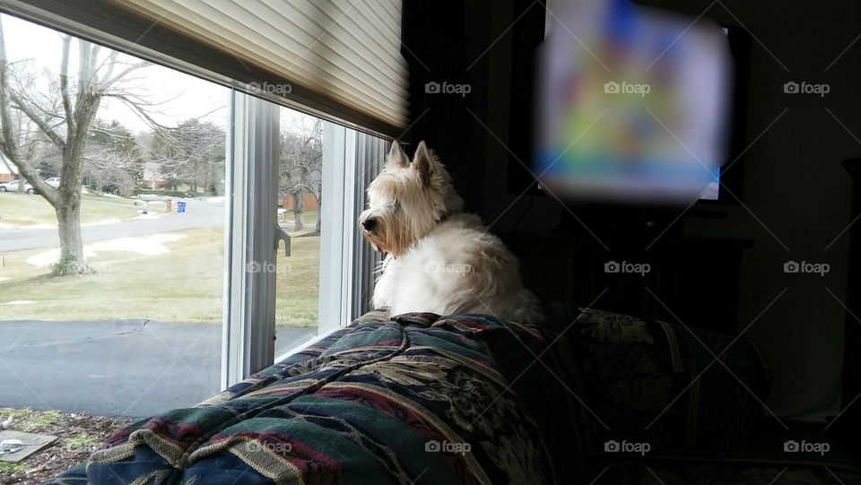 Dog looking out window, dog on couch