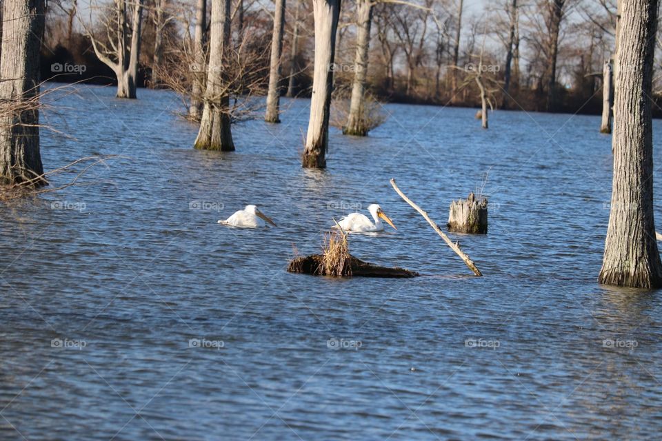 An old pair of pelicans 