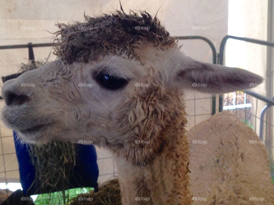 Alpaca Closeup