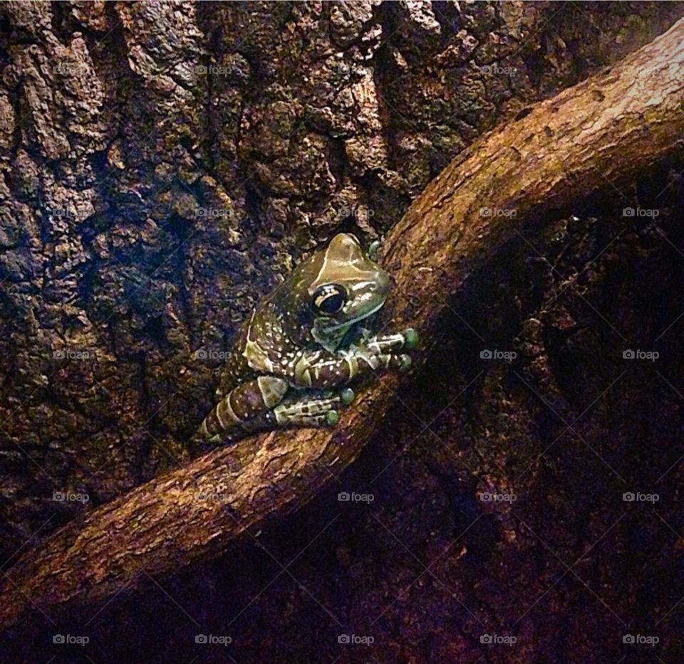 Tree frog 