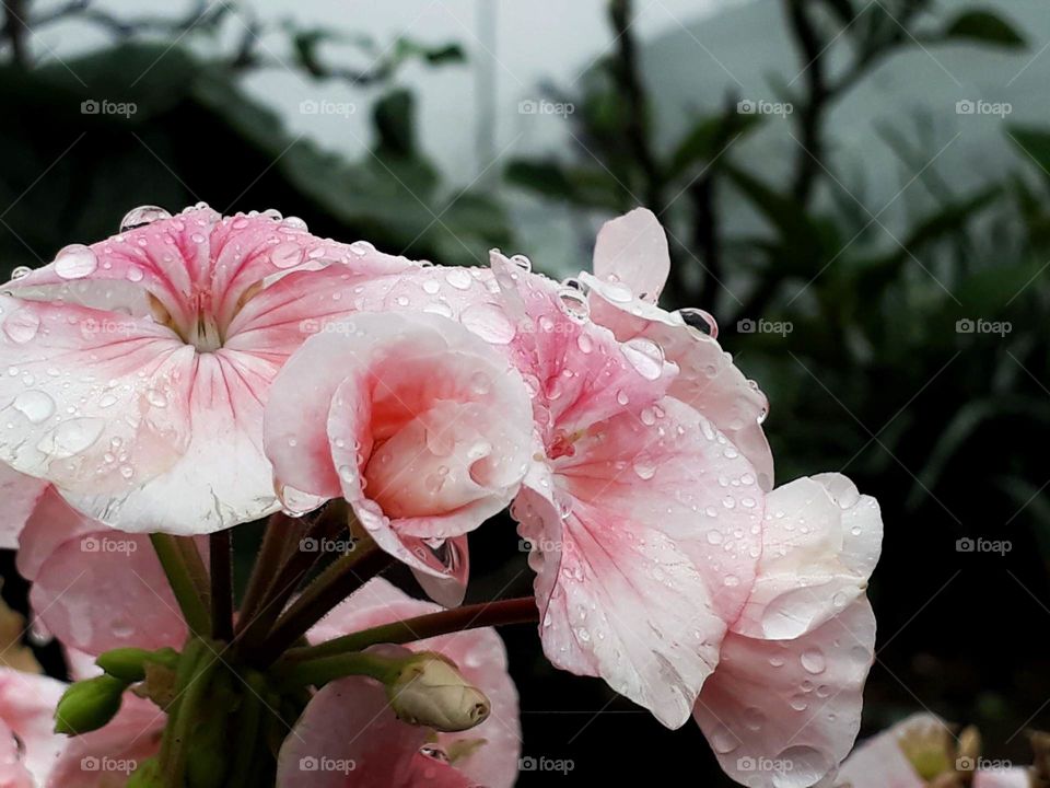 Lovely geranium in the rain