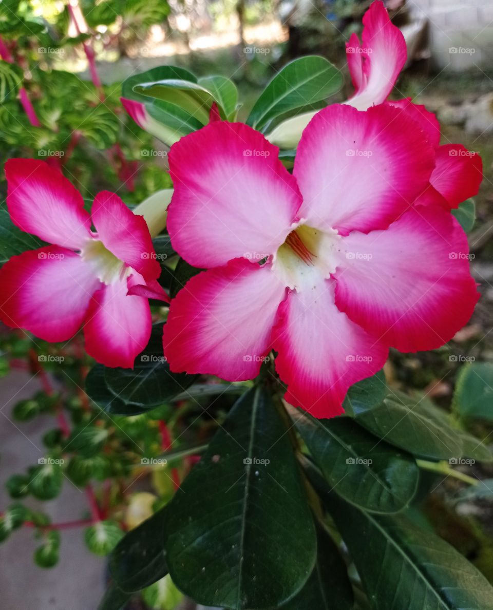 What flower is this ...