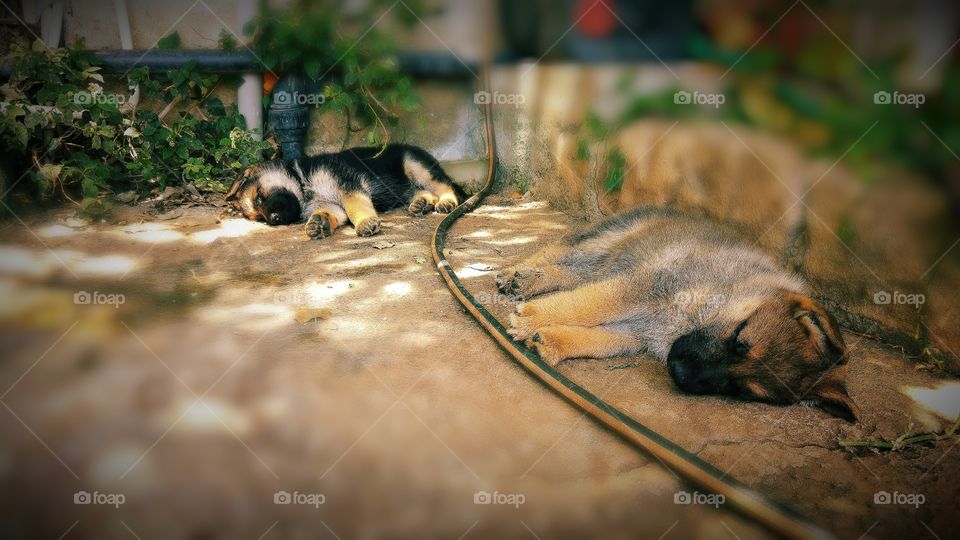 Close-up of german shepherds sleeping