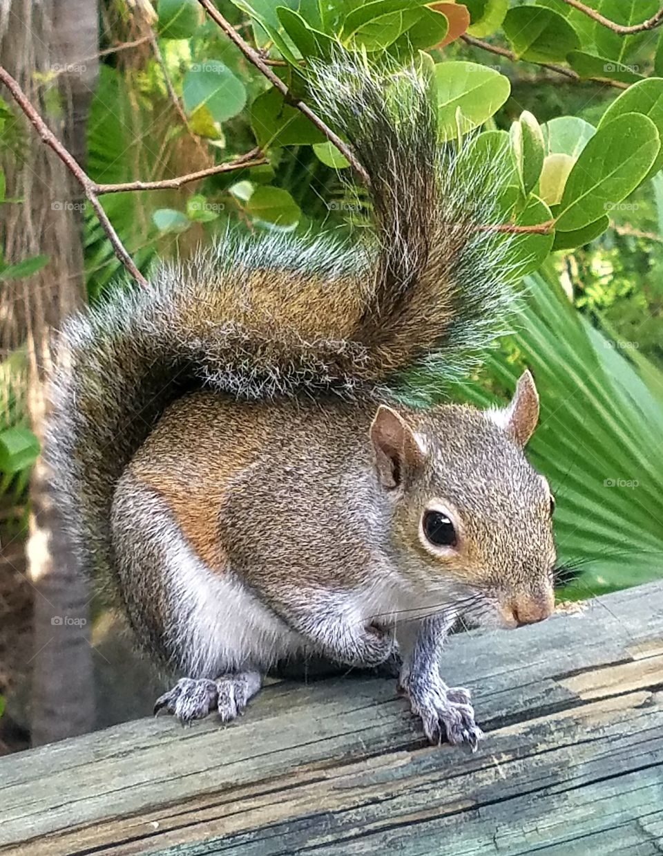 squirrely