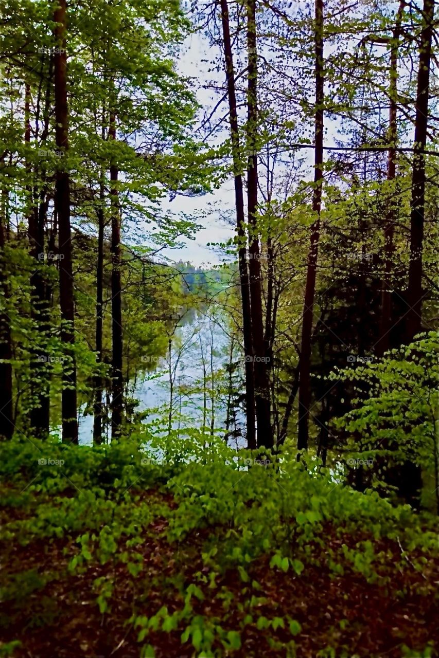 This beautiful sight to behold is from the “Bayerischer Wald”, the “Bavarian Forest” at the “Eging Lake”, the “Eginger See” near the township of “Eging”. The trees grow incredibly tall here. 2024. Hypnotic Productions