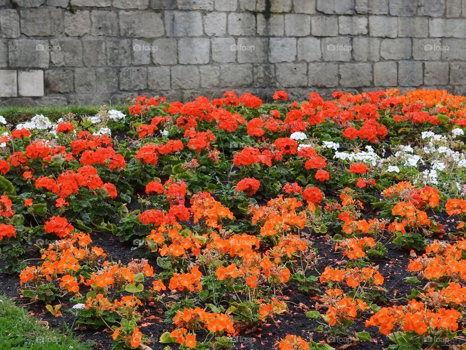 A pretty area of brightly colored plants of red, orange , and white in the gardens against an old stone wall on a summer day. 
