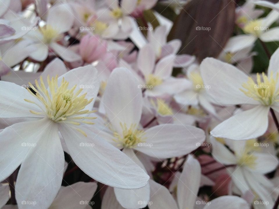 Clematis armandii 