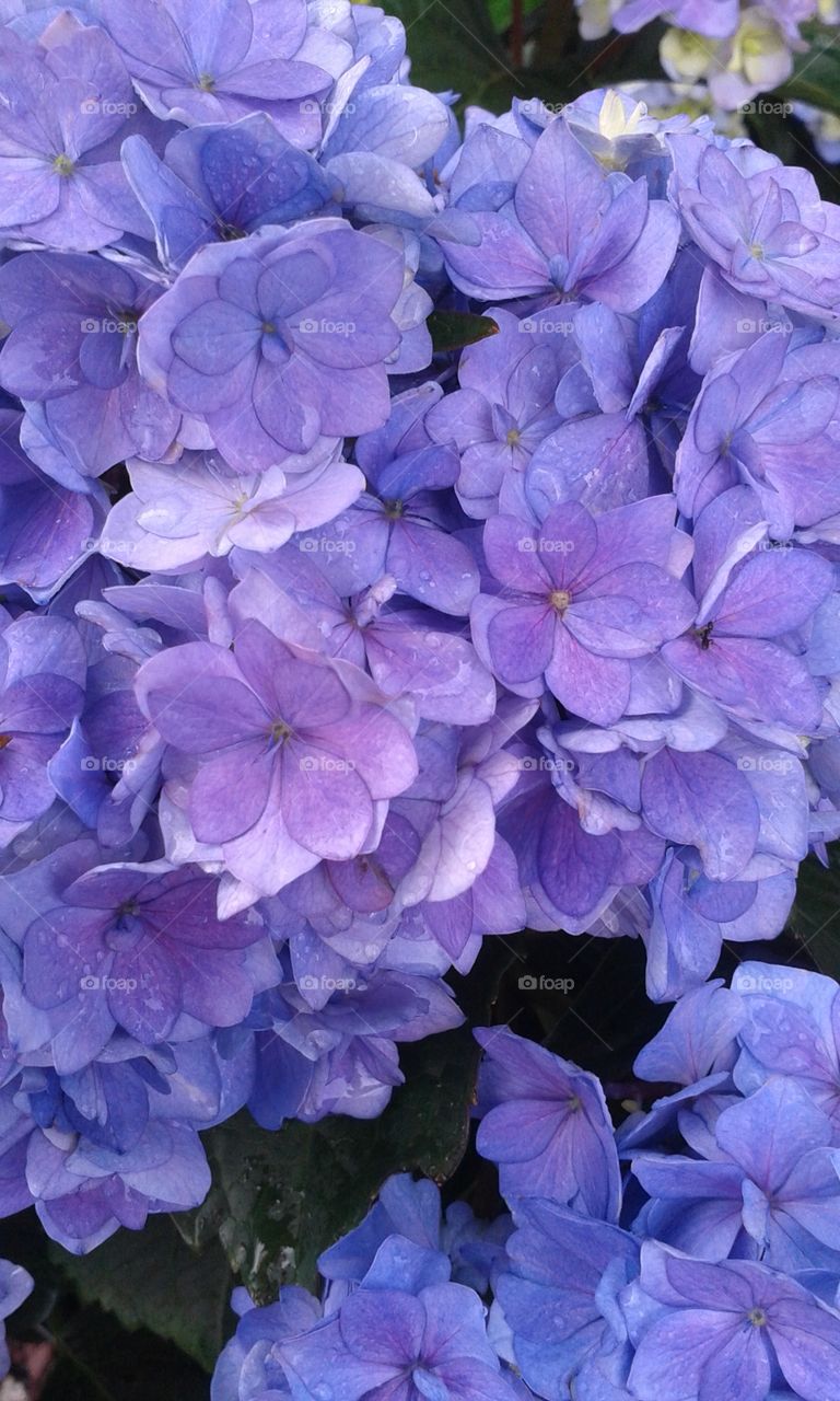 Deep blue Hydrangea. The color is abundant in this  beautiful garden specimen.