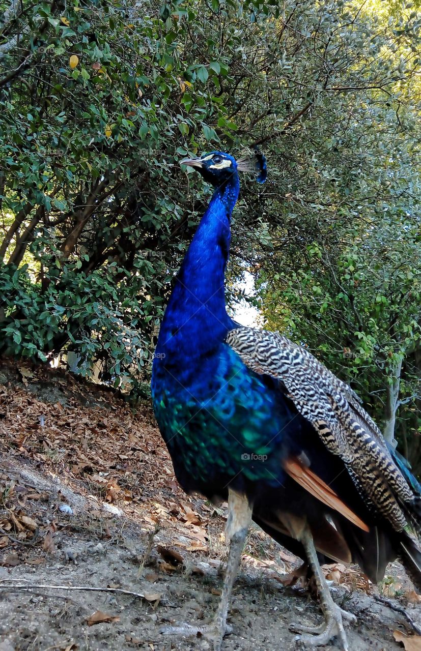 Peacock in the park