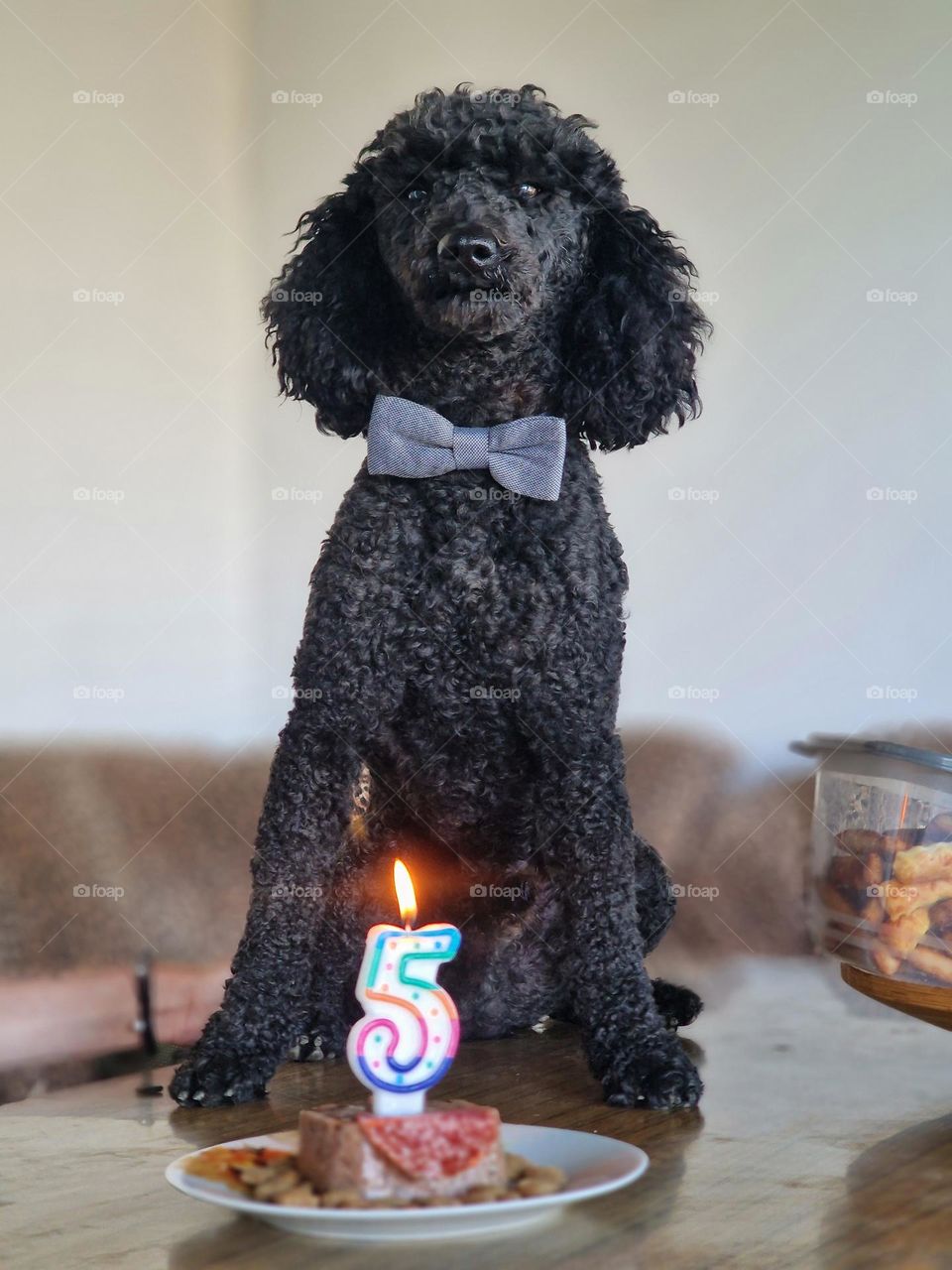 dog birthday