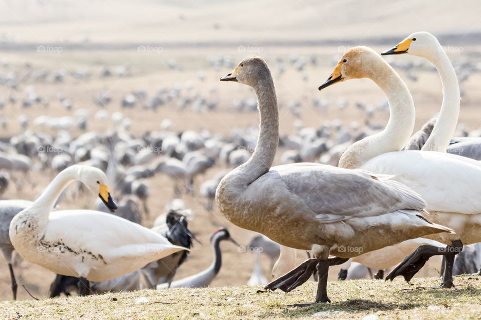 Closeup on Whopper swans walking among crane birds during migration , wildlife in Sweden 