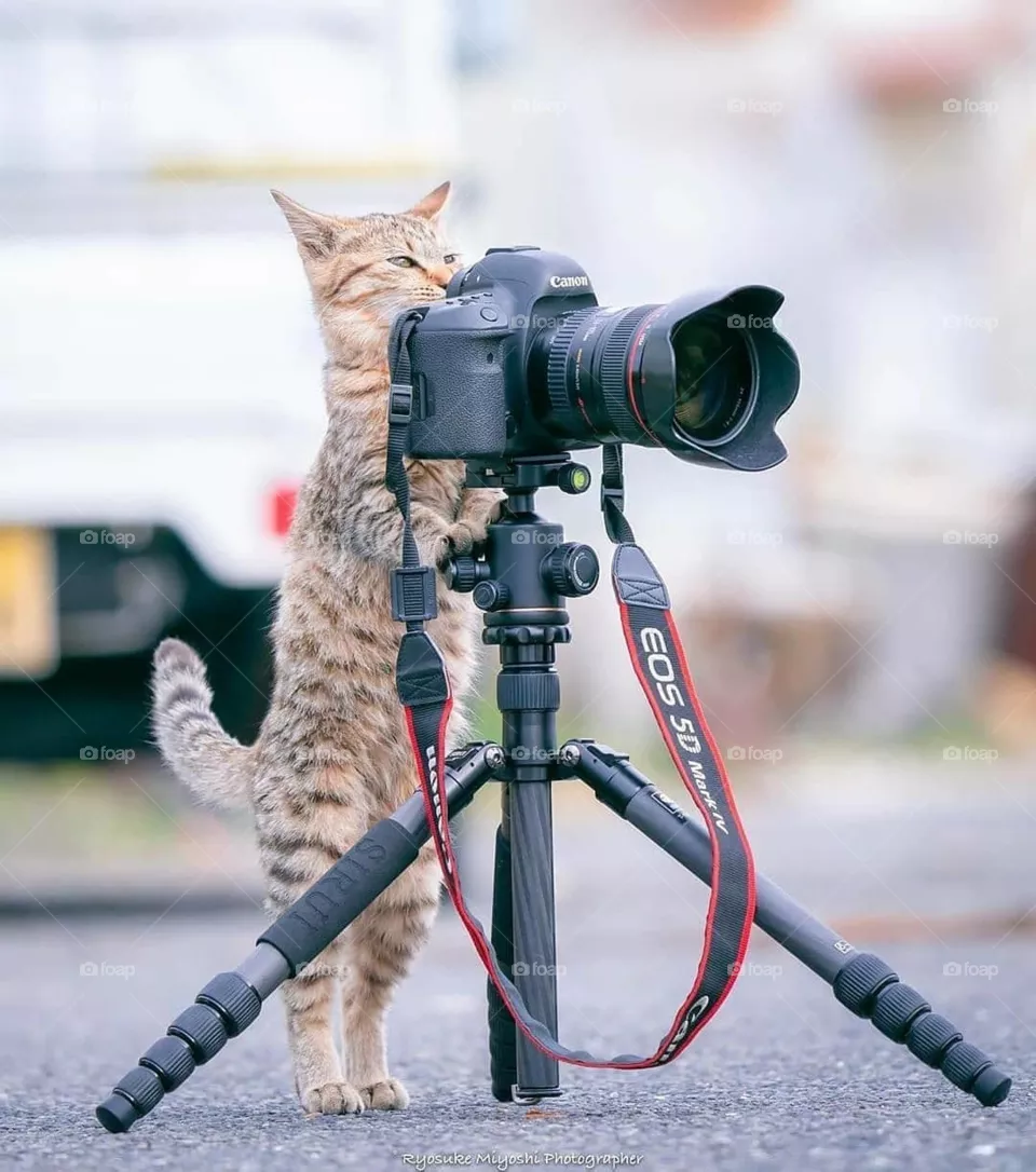 cat fun
