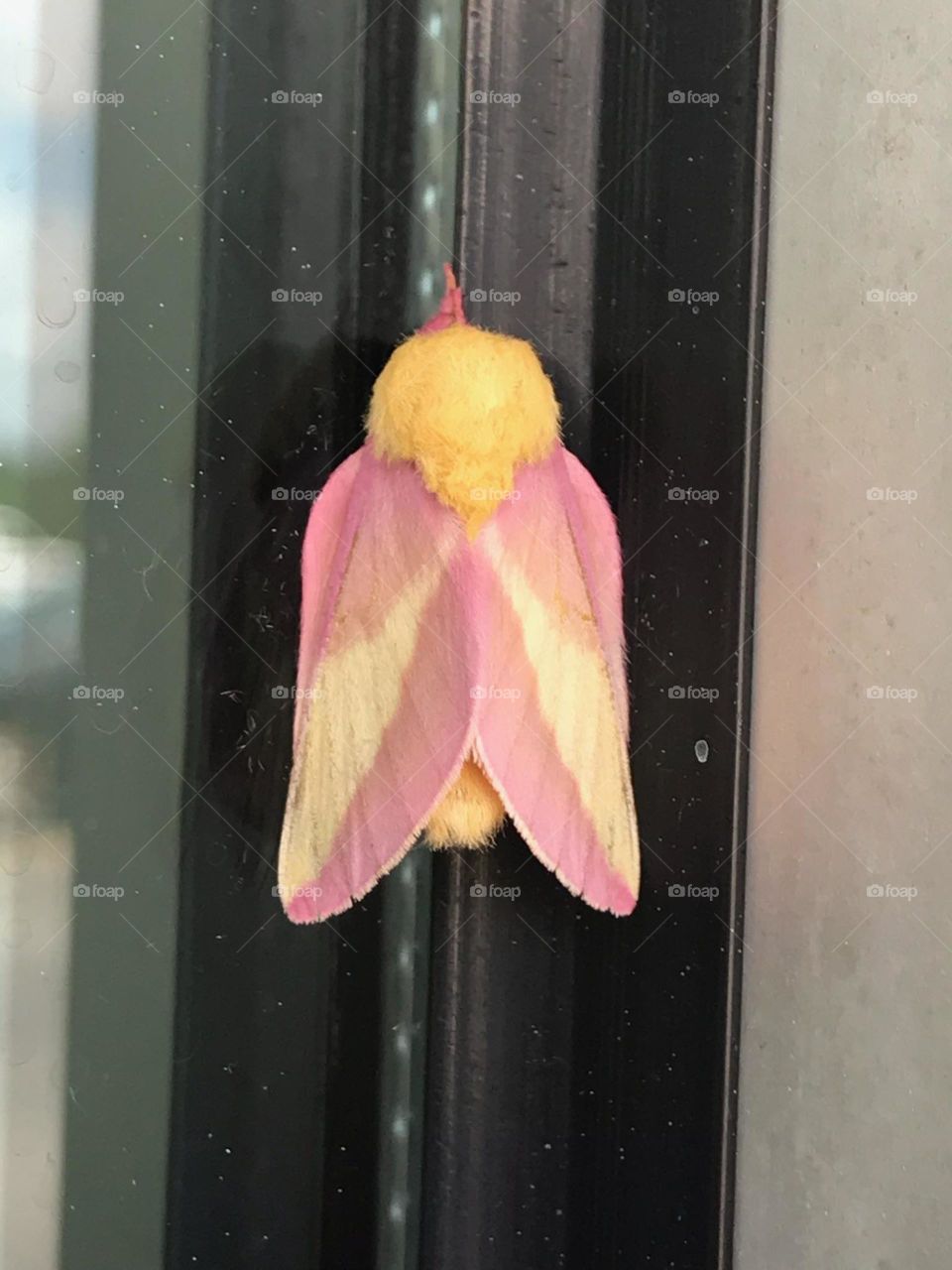 moth
