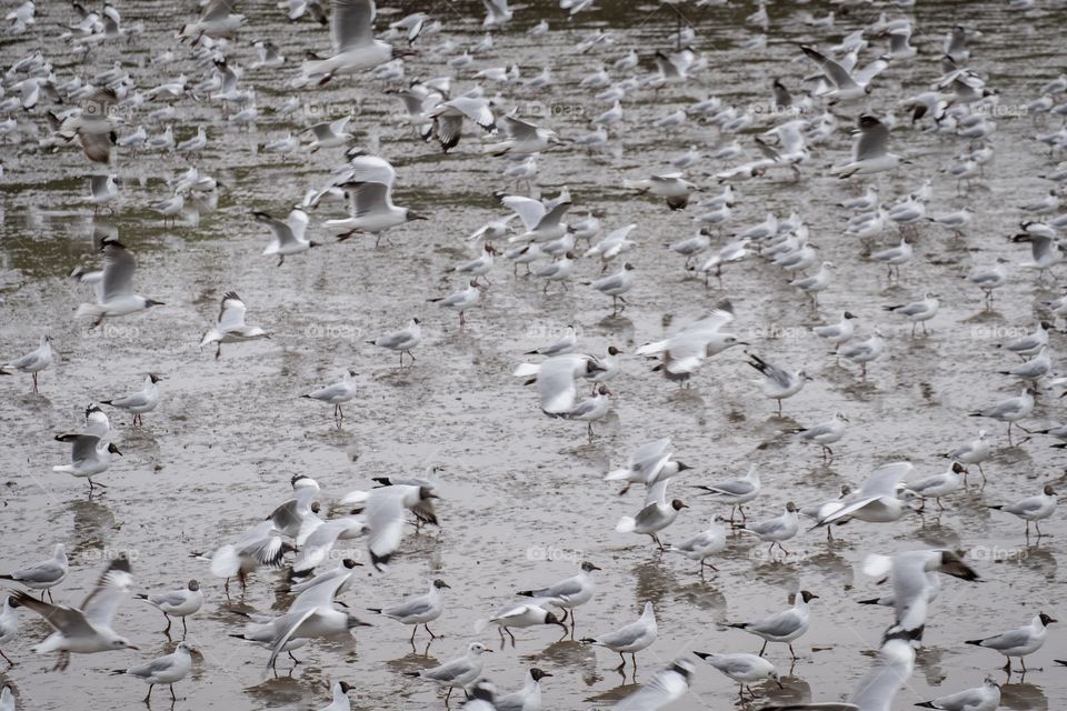 Bangkok/Thailand:March 16 2019:Seagull migration season