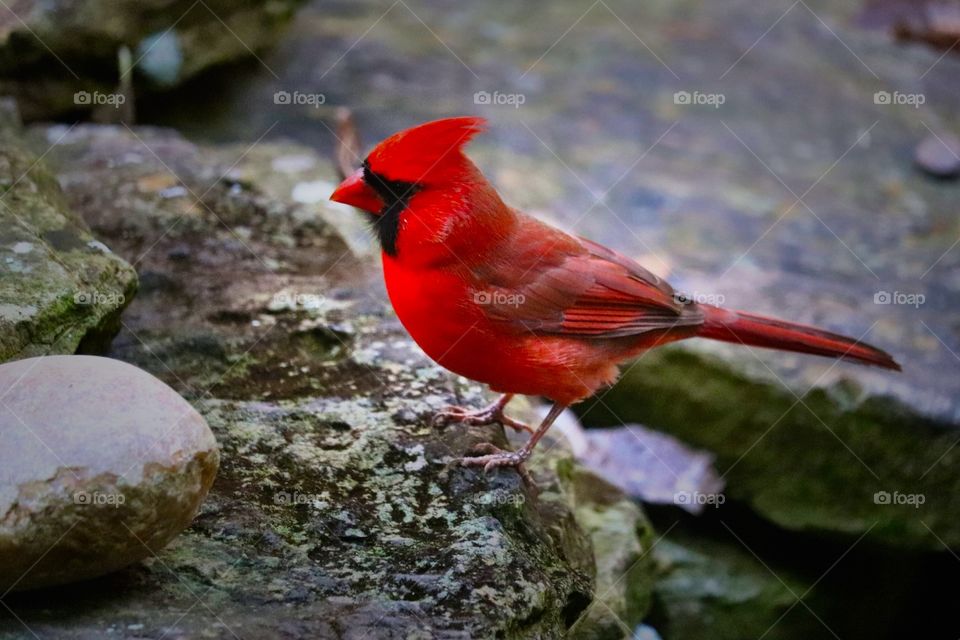 Cardinal rule