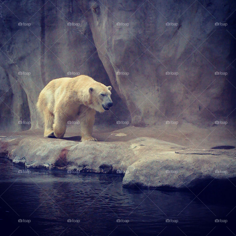 water zoo home bear by tonyalynn