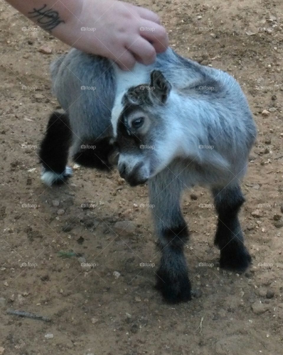baby pigmy goat getting a back scratch