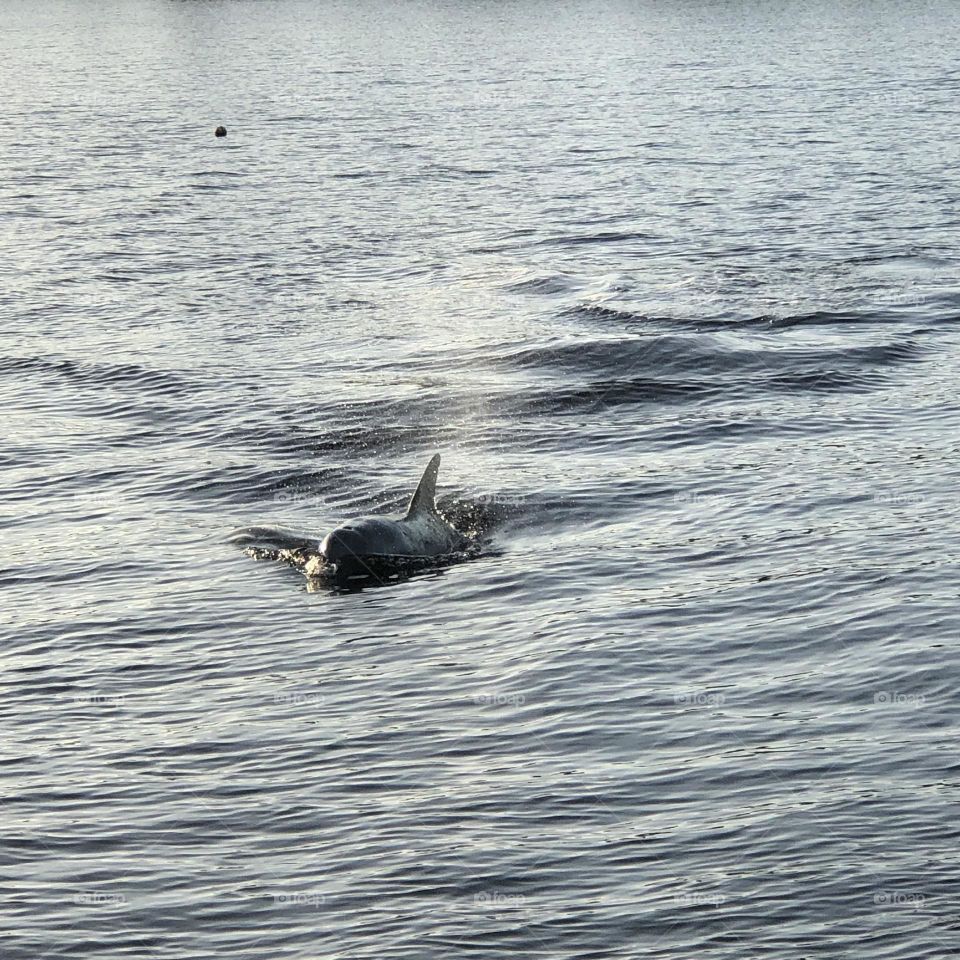 Dolphin
