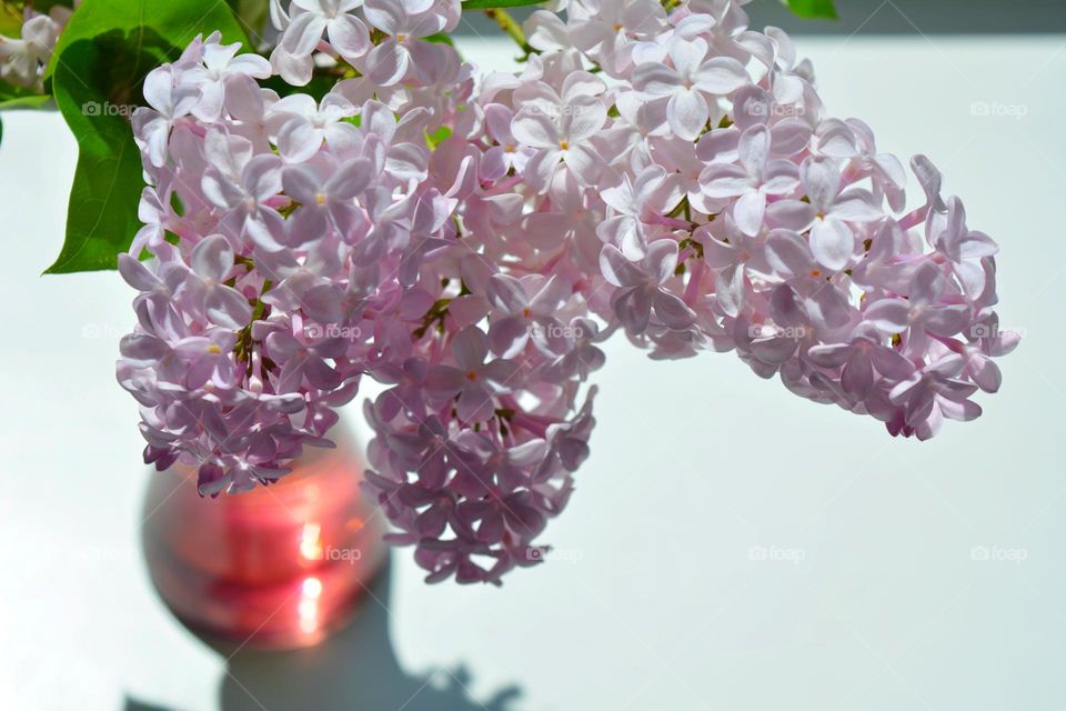 lavender lilac flowers in vase