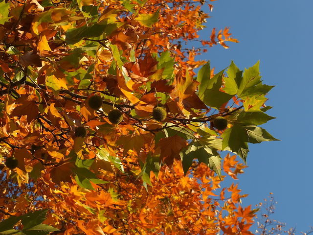 Yellow. Autumn. Maple. Maple leaves in autumn.