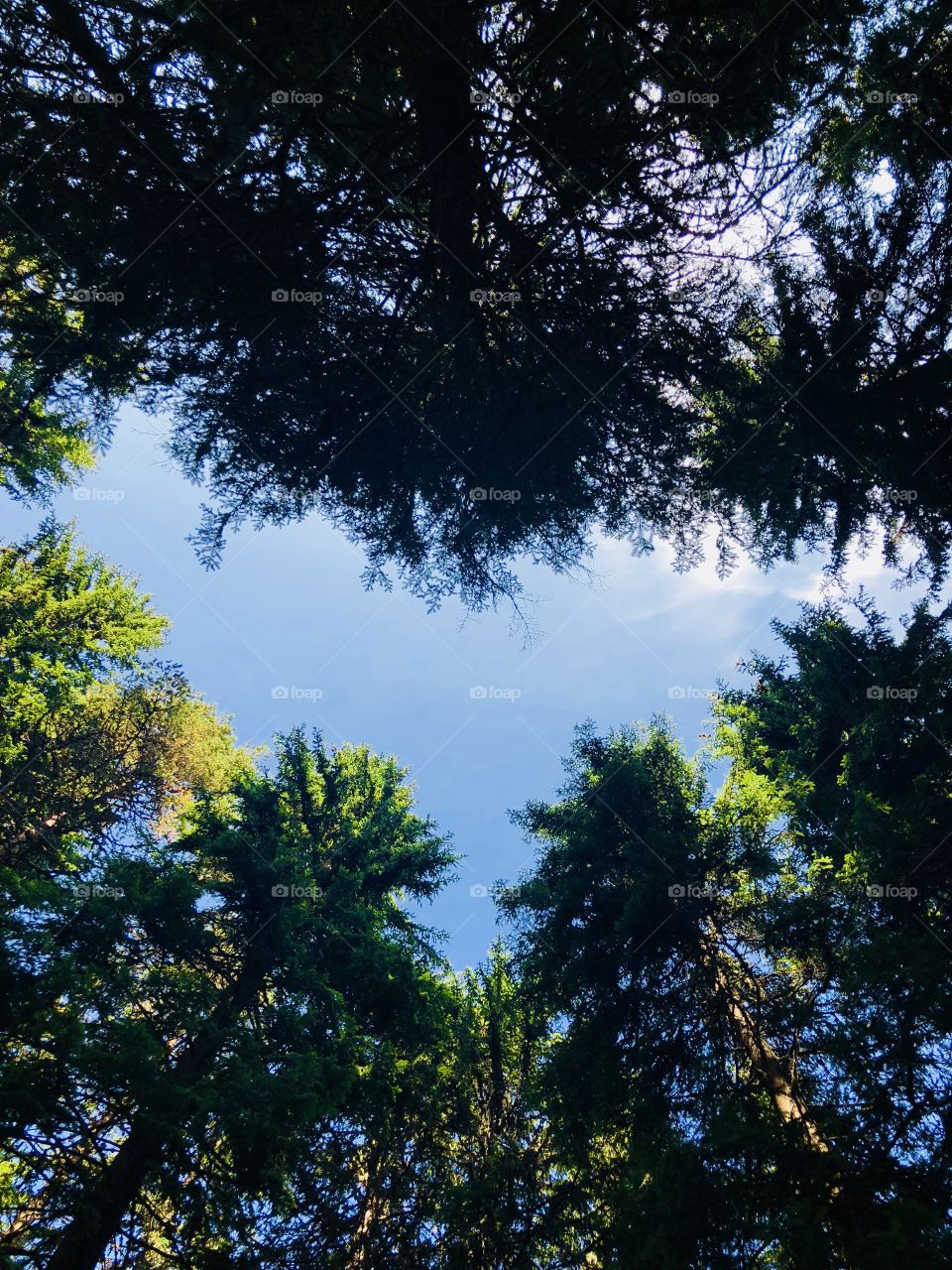 Heart of trees