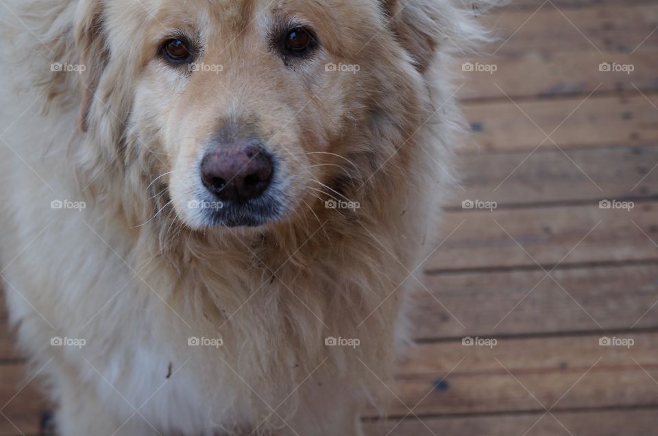 Fluffy elderly dog