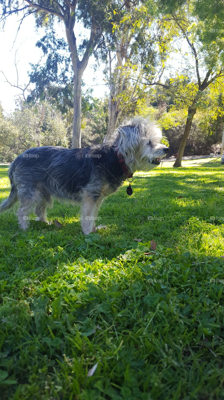 majestic scruffy terrier proudly surveying a green park with trees in the background, lots of green grass, taken at Griffith park.