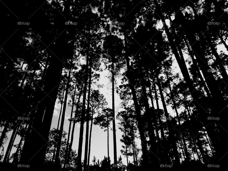 A Forest in every season! The forest's smell was fresh and organic! You could hear rustling as the wildlife scattered as the twigs were crunching under my feet. The trees were the towers of the forest. There are forests for all four seasons which display their own individual characteristics!