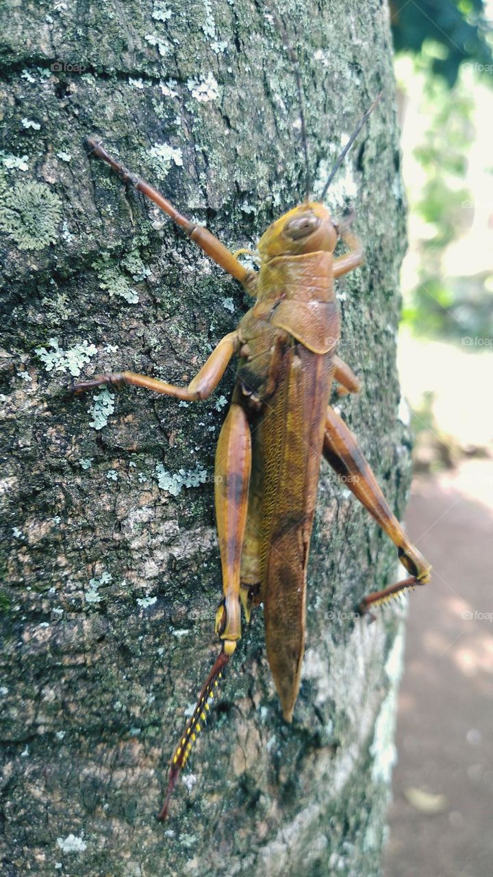 Wooden grasshopper perched on tree in plantation