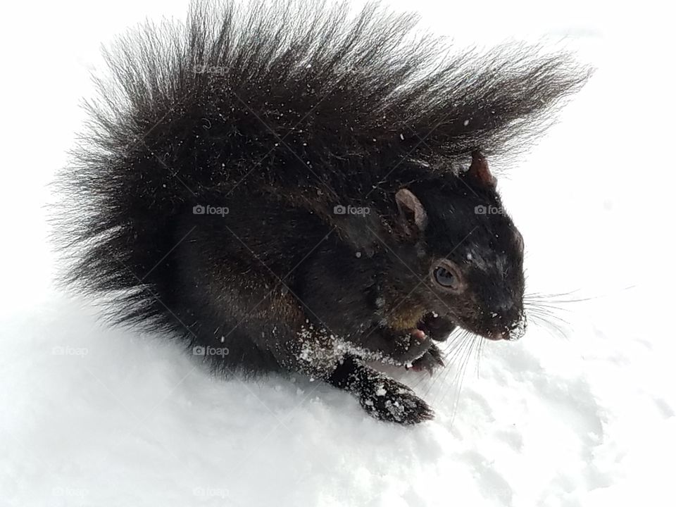 Black Squirrel